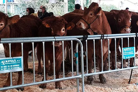 El sector primario retorna a la plaza con la celebración de la feria de San Blas en Abadiño